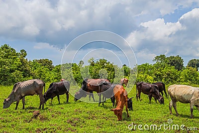 a herd of African cows grazes on green grass. Agriculture is traditional Maasai. Travel and agricultural concept Stock Photo