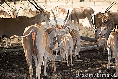 A herd of African deers in the wild. Mauritius Stock Photo