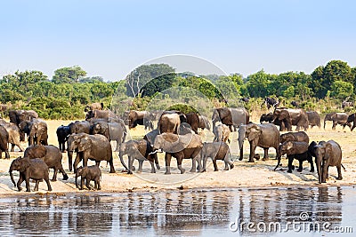 A herd of African elephants drinking at a muddy waterhole Stock Photo