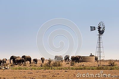 Herd of African Elephants at man-made Water Hole, Kruger Park, South Africa Editorial Stock Photo