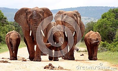 Herd of African elephants Stock Photo