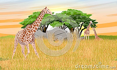 A herd of African giraffes with a cub walks through the tall dry grass of the African savannah Vector Illustration