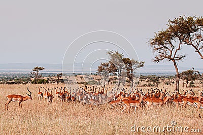 Herd of African Impala in grass meadow of Serengeti Savanna - African Tanzania Safari trip Editorial Stock Photo