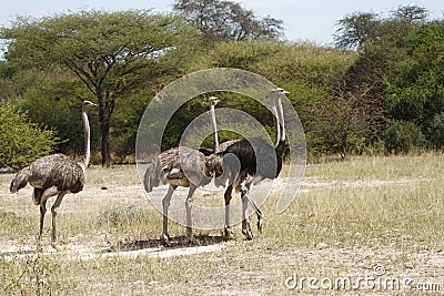 Herd of African Ostrich Stock Photo