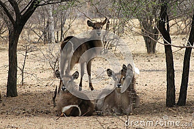 Herd of Alert Waterbuck Listening Stock Photo