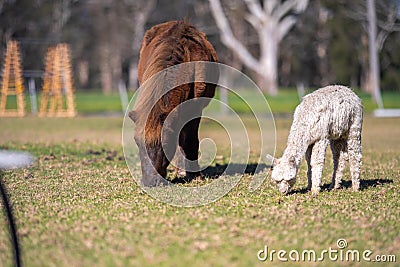 herd of alpaca, alpacas grazing in a field. white llama in a meadow in australia Stock Photo