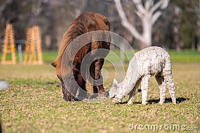 herd of alpaca, alpacas grazing in a field. white llama in a meadow in australia Stock Photo