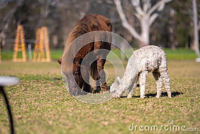 herd of alpaca, alpacas grazing in a field. white llama in a meadow in australia Stock Photo