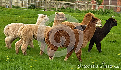 A herd of alpaca Stock Photo