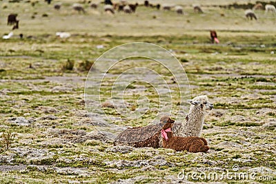 Herd of Alpaca lying in the gras of the highlands in andes in Chile Stock Photo