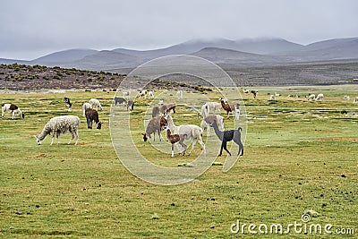 Herd of Alpaca lying in the gras of the highlands in andes in Chile Stock Photo