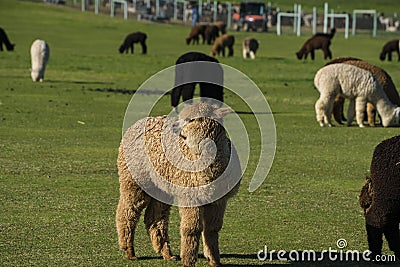 Herd of alpaca on a ranch Stock Photo