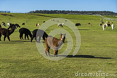 Herd of alpaca on a ranch Stock Photo