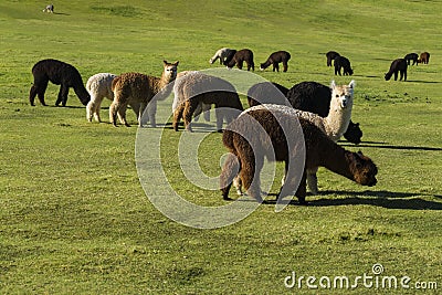 Herd of alpaca on a ranch Stock Photo