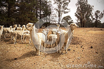 Herd of alpacas on a dry australian farm Stock Photo