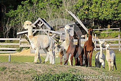 Herd of Alpacas on Farm Stock Photo