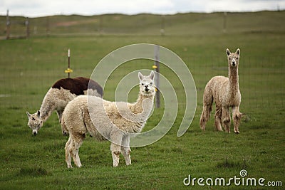 Herd of alpacas. farm with green background. Stock Photo
