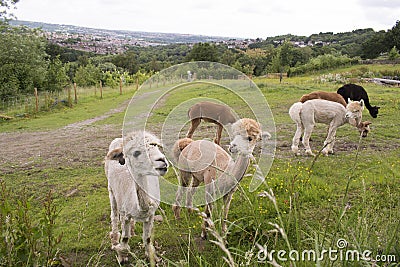 Herd Of Alpacas In Sheffield, UK Stock Photo