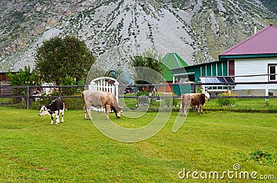 A herd of Altai cows on a mountain pasture Stock Photo