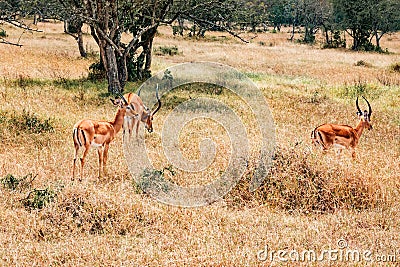 A herd of antelopes grazing in the wild at Lake Nakuru National Park in Kenya Stock Photo