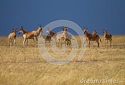 Herd of antelopes in Kenya Stock Photo