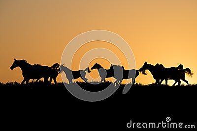 Herd of arabian horses at the sunset Stock Photo
