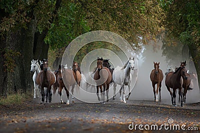 Herd of arabian horses on the autumn village road Stock Photo
