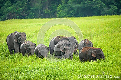 A herd of Asian Elephants feeding in the green grassland Stock Photo