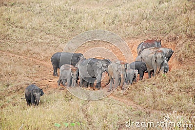 Herd of Asian Elephants of Khao Yai national park Stock Photo