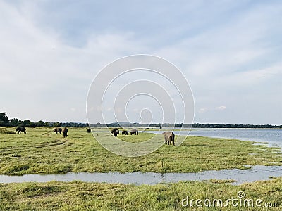 Herd of asian ellephant gathered in the beautiful evening Stock Photo