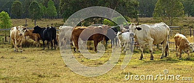 Herd of australian beef cattle panarama Stock Photo