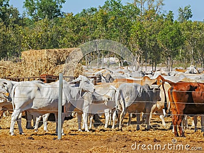 Herd of australian brahman beef cattle are held at a cattle yard before being exported Stock Photo