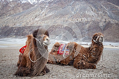 Herd of Bactrian camels with landscape of sand dune at Nubra Valley Stock Photo