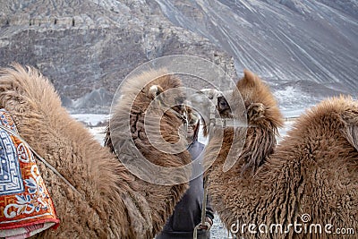 Herd of Bactrian camels with landscape of sand dune at Nubra Valley Editorial Stock Photo