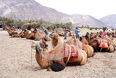 A herd of Bactrian species of double humped camels in Nubra Valley Editorial Stock Photo