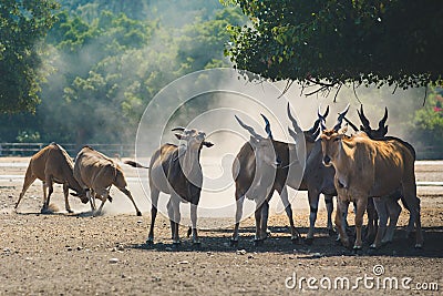 A herd of beautiful big eastern bongo antelopes Stock Photo