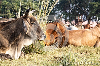 Herd of beautiful Indian sacred humpback zebu cows graze and rest in a meadow Stock Photo