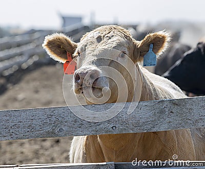 Beef Cattle in a Stockyard Stock Photo