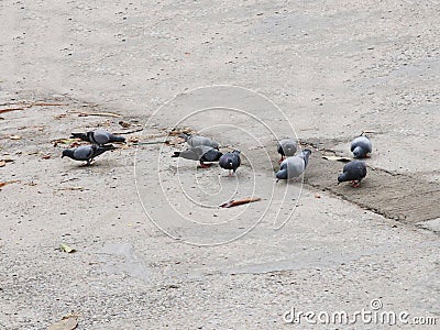 Herd of birds on moving on ground floor Stock Photo