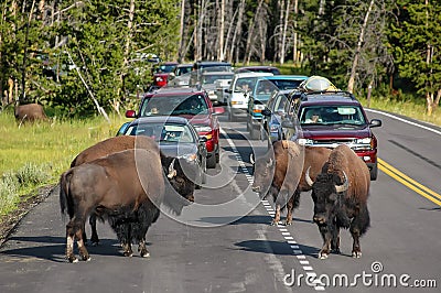 Herd of bison blocking road in Yellowstone National Park, Wyomi Editorial Stock Photo