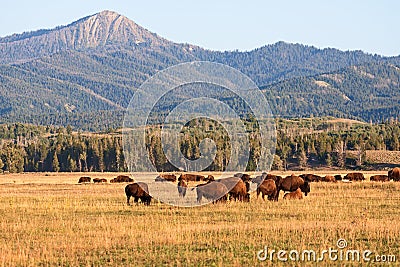 Herd of Bison grazing in the plains Stock Photo