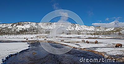 Herd of Bison at River In Yellowstone National Park in Winter, Wyoming Stock Photo