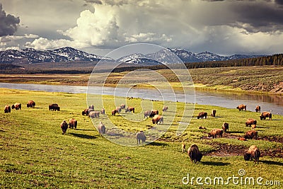 Herd of bison at sunset in Hayden Valley in Yellowstone National Park Stock Photo