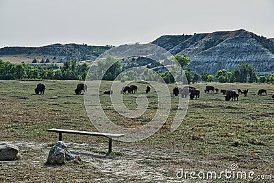 Bison Herd at Roosevelt National Park North Dakota Stock Photo
