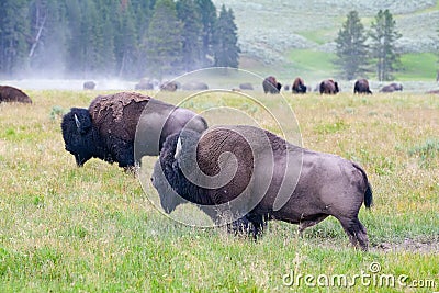 The herd bison in Yellowstone National Park, Wyoming. USA Stock Photo