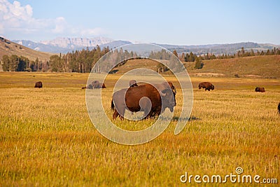 The herd bison in Yellowstone National Park, Wyoming. USA Stock Photo