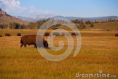 The herd bison in Yellowstone National Park, Wyoming. USA Stock Photo