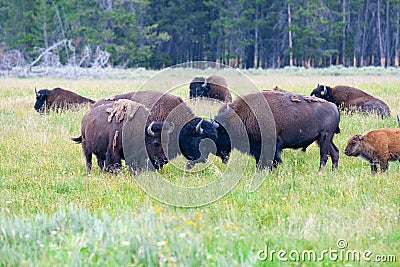 The herd bison in Yellowstone National Park, Wyoming. USA Stock Photo