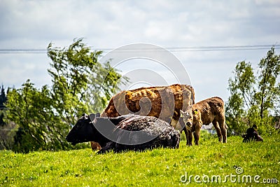 A herd of black and brown cows with young calves. Stock Photo