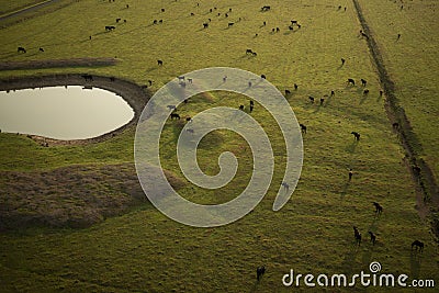 Cows from an aerial perspective Stock Photo